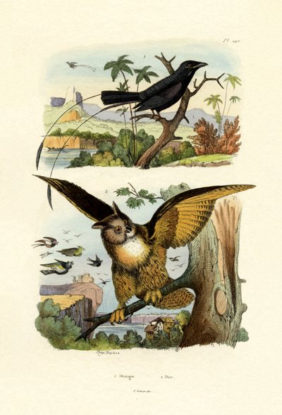 Vorkstaartdrongo door French School